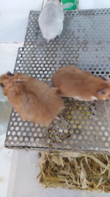 Xamyaklar 🐹 Hamster. Uşaqların sevinci. Əldə oynayan xamyaklar lalafo.az -da Xamyaklar 🐹 Hamster. Uşaqların sevinci. Əldə oynayan xamyaklar