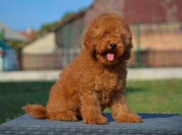 Psi: Patuljasta pudla, muški štenci Odgajivačnica "Team AS Trajkovic" u — 3