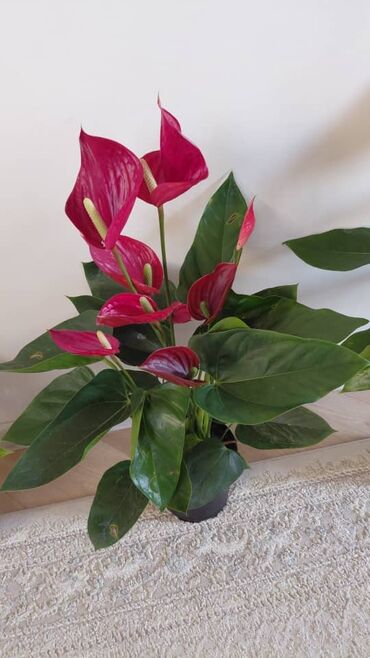 Декоративные цветы: Комнатные цветы — 2