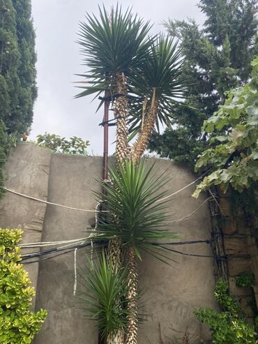 palma agacı: Hundurluyu 6 m. 1 m de torpagda di
