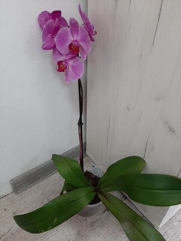Ostale kućne biljke: Orhideje