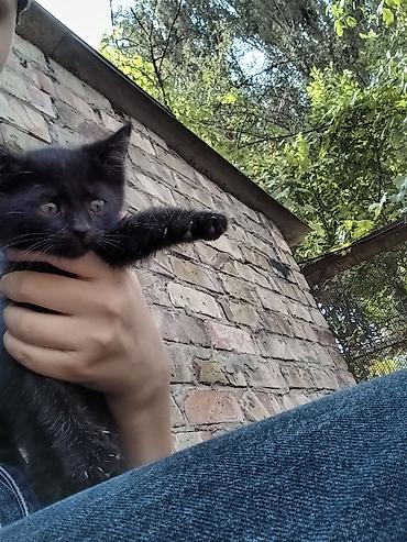 домашний животные: Кошка даром: Беспородная, 1 месяц, Мальчик — 3