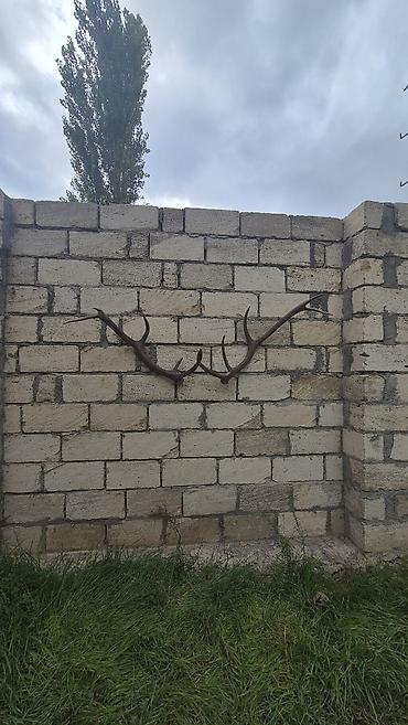 cilədağı bitkisi qiymeti: Məhsul: Təbii maral buynuzu dəsti (cüt) Təsvir: - Təbiətdən — 5