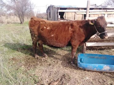 породистые коровы в бишкеке: Продаю | Корова (самка) | Для разведения, Для молока