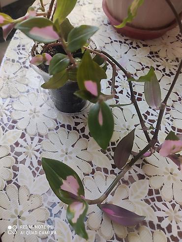 Другие комнатные растения: Комнатные цветы, растения. РАСПРОДАЮ ОСТАТКИ ПО 100 сом есть и — 17