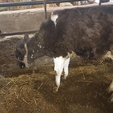 Коровы, быки: Продаю | Бык (самец) — 8