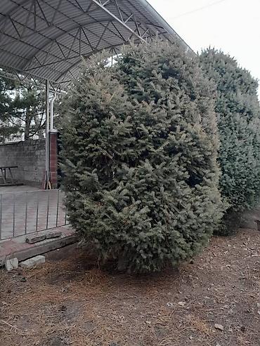 Другие декоративные деревья: Все за 20тыс голубые клипрост высокие хорошие пышные, не болеют — 3