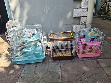 qefes satisi: Qefesler satilir Qehveyi-20azn Cehrayi-20azn Yasil-30azn Goy-40azn — 2
