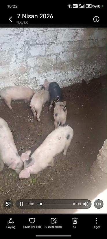 donuz balası: Məhsul: Donuz balaları (şahinli, ləkəli və açıq rənglərdə)biri 150m — 5