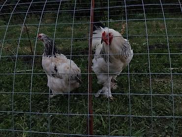 кошка регдолл: Продаю | Куры | Брама | Для разведения — 1