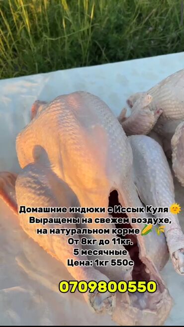 Птицы: Домашние индюки с Иссык Куля🌞 Выращены на свежем воздухе, на