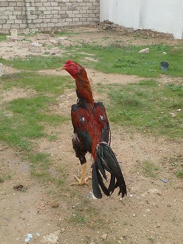 heyvan bazari: Xoruz, Brazil, il: 1, Ünvandan götürmə — 3