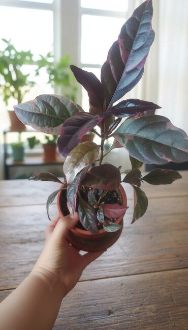 Комнатные розы: Продаю цветы все цены разные, находится в Кара Балте — 1