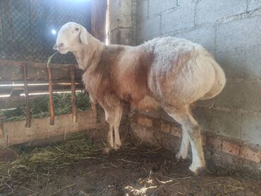 Бараны, овцы: Продаю | Баран (самец) | Арашан | Для разведения — 10
