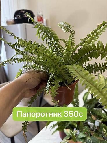 Монстеры: Монстера вариегатная — черенки: - Монстера Альба «Мраморная»: срез — 12