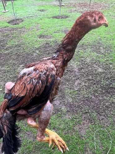 Cücələr: Toyuq cücələri, Damazlıq — 2