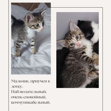 pisik sahiblendirme: Отдадим Котят в Добрые Руки! История этих котят начинается с кошки