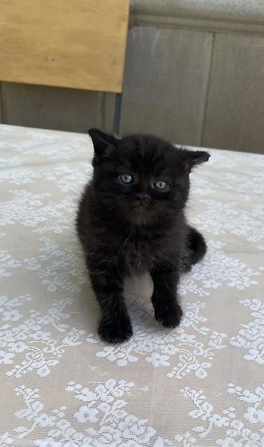 cat ruletka: Britan, Erkək, Yaxşı əllərə, Ödənişli çatdırılma, Ünvandan götürmə — 4