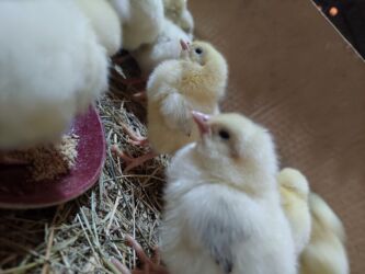 большая клетка для попугая: Toyuq cücələri, Ətlik, Ünvandan götürmə, Ödənişli çatdırılma