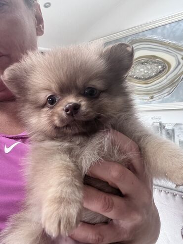 Psi: Pommeranian puppies for sale Absolutely stunning 2 girls 2 boys dad