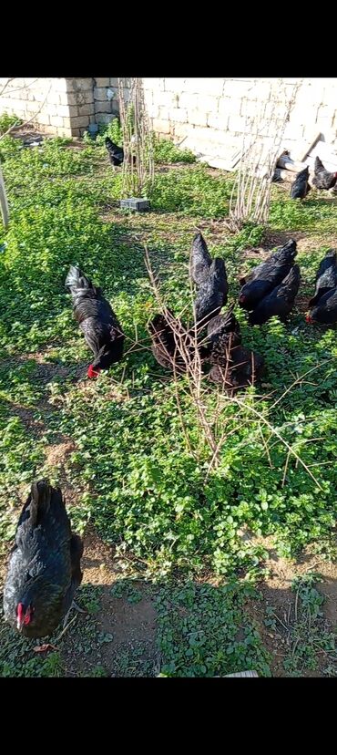 kend toyuqu: Avstralop yumurtası. fevralın sonuna kimi çox sayda yumurta sifariş