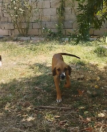 Gəmiricilər: 4 ay, Erkek, Peyvəndli, Ünvandan götürmə