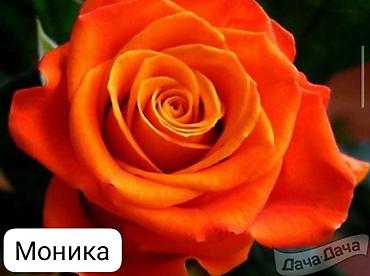 Роза: Чайно-гибридные розы (срезочные сорта) Предлагаются популярные — 4