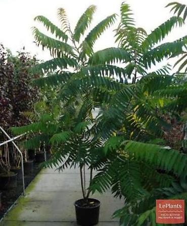 Other garden flower saplings & seedlings: Пионы клубнями. Пионы травянистые. Пионы древовидные. Пионы — 29