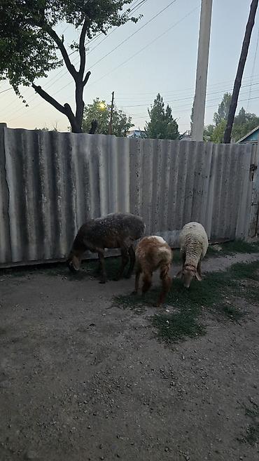 дорпер козу: Продаю | Овца (самка) | Гиссарская, Арашан | На забой, Для разведения — 1