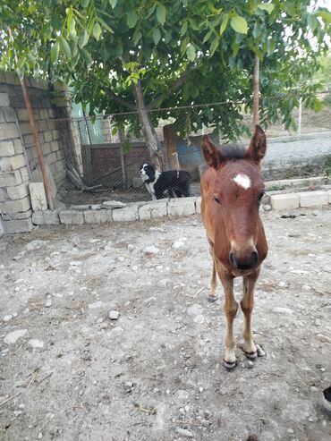 satdıq at: Satıir 500 az Qarabağ atı