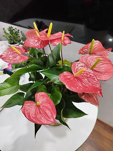 Антуриумы: Антуриум (Anthurium andreanum) в горшке крупный куст, можно разделить — 1