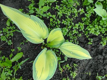 Садовые цветы и кустарники: Саженцы цветка: Флоксы — 21