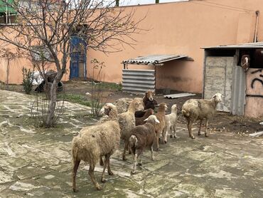 Qoyunlar, qoçlar: Salam Heyvanlar hamısı sağlam ağır boğazdılar ana baladılar satılırlar — 2