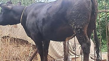 Inəklər, öküzlər: Dişi, Simental, il: 2, 600 kq — 15