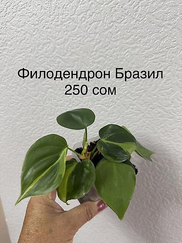 Герани и пеларгонии: Укорененные черенки/отростки. Адрес 8 мкр — 10