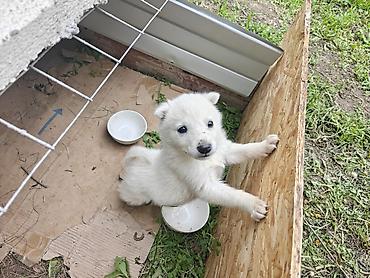 Продажа собак: Лайка, 1 месяц, Самка, С прививкой — 4