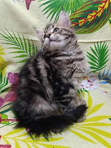 Животные: Мейн-Куны🥰. Предлагаются Шикарные котики от элитных, титулованных — 4
