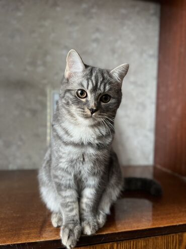 скоттиш фолд шотландская вислоухая кошка: Скотиш Страйт (Шотландиялык тик кулактуу), 5 айлык, Эркек, Лотокко барууга үйрөтүлгөн, Курттардан тазаланган