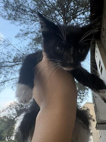 где взять котенка: Беспородная, 1 месяц, Мальчик, Метис — 2