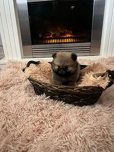 Psi: Pomeranac, štenci vrhunskog kvaliteta Pomeranci devet nedelja stari — 10