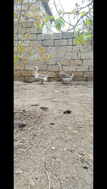 qaz sekli: Salam tam sağlam təmiz rus sortu qazlardi 10 aylıqdı biri Erkey biri — 4