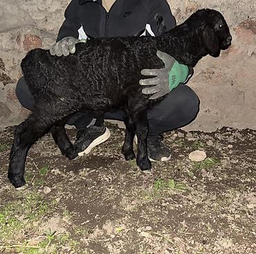 Баран, овца: Продаю | Овца (самка), Ягненок, Баран (самец) | Арашан | Для разведения — 23