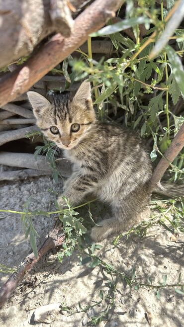 бесплатные коты: Отдам в хорошие руки котят 2 месяца,девочки смесь