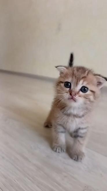 Кошки: Шотландская вислоухая — 1