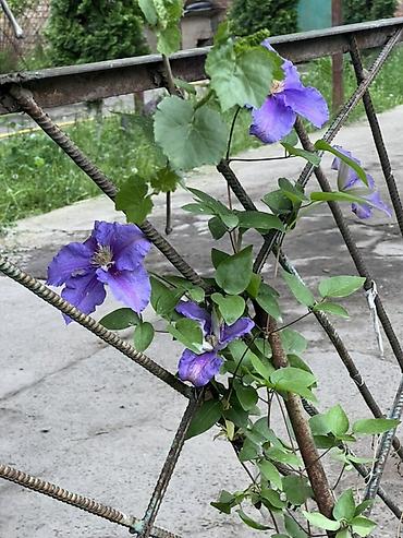 Другие виды семян и саженцев: Калированный Ирис (белый,желтый) Елки (Польша) 5 шт Климатис — 16