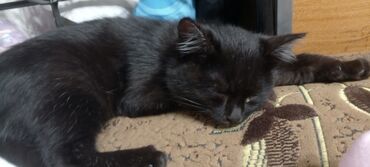продажа щенков немецкой овчарки в бишкеке с документами: Черная домашняя кошка - Окрас: полностью черный с мягкой