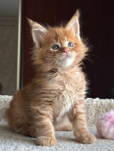отдам даром котят бишкек: Мейн-кун, 1 месяц, Мальчик