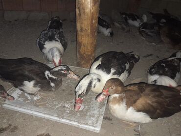 Ördəklər: Dişi, | Lal ördək, Macar, Damazlıq, Ünvandan götürmə, Rayonlara çatdırılma