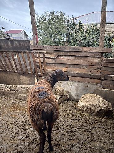 balaca it cinsi: Quzu, Erkək, ay: 8, 34 kq, Ətlik, Ünvandan götürmə — 6