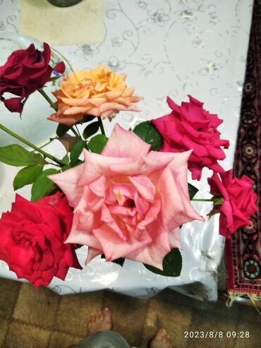 Продаю кусты роз для посадки чайно-гибридные от 100 сом. флорибунда